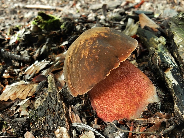 hríb zrnitohlúbikový Sutorius luridiformis (Rostk.) G. Wu & Zhu L. Yang