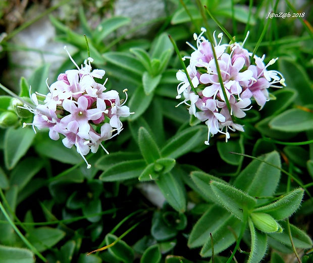 valeriána Valeriana supina Ard.