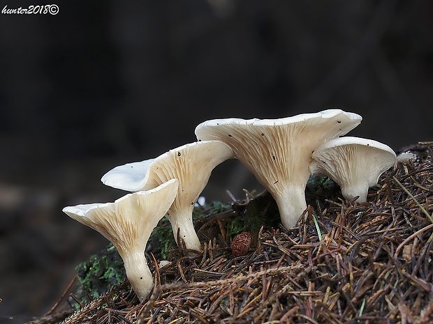 strmuľka hrabanková Clitocybe phyllophila