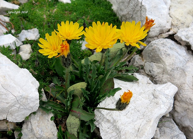 škarda Crepis terglouensis (Hacq.) A. Kern.