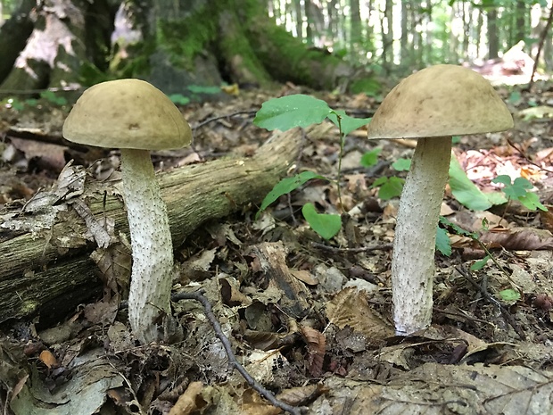 kozák hrabový Leccinum pseudoscabrum (Kallenb.) Šutara