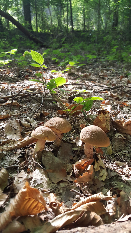 kozák Leccinum sp.