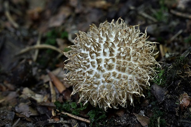 prášnica pichliačová Lycoperdon echinatum Pers.