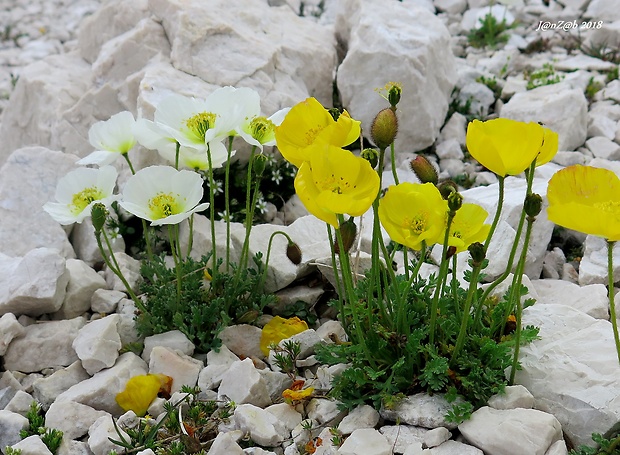 maky Papaver alpinum subsp. kerneri + Papaver alpinum subsp. ernesti-meyeri