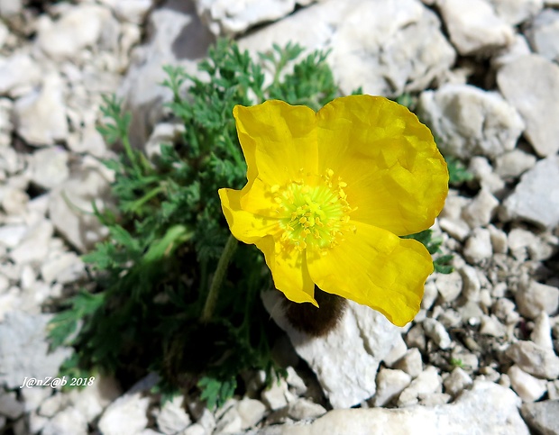 mak alpínsky Papaver alpinum L.