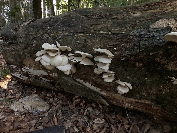 hliva buková Pleurotus pulmonarius (Fr.) Quél.