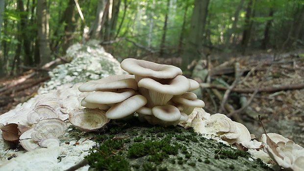 hliva Pleurotus sp.