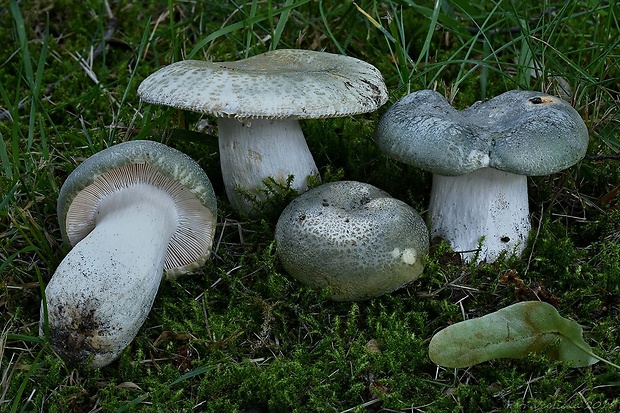 plávka zelenkastá Russula virescens (Schaeff.) Fr.