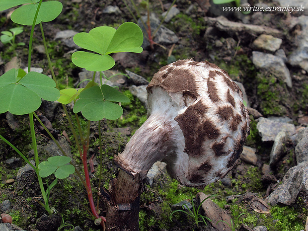 šiškovec šupinatý Strobilomyces strobilaceus (Scop.) Berk.