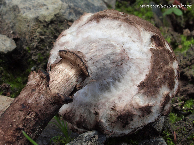 šiškovec šupinatý Strobilomyces strobilaceus (Scop.) Berk.