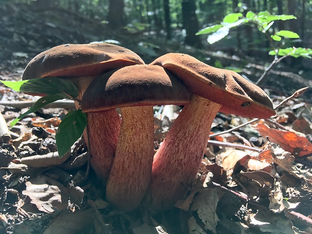 hríb zrnitohlúbikový Sutorius luridiformis (Rostk.) G. Wu & Zhu L. Yang