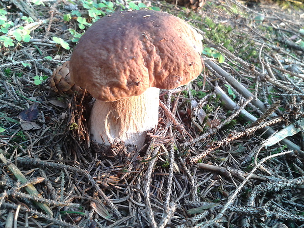 hríb smrekový Boletus edulis Bull.