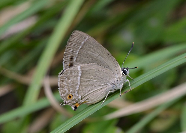 ostrôžkar dubový  Favonius quercus