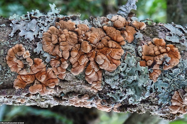 mäsovka lišajníková Hypocreopsis lichenoides (Tode) Seaver