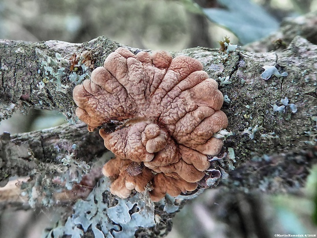 mäsovka lišajníková Hypocreopsis lichenoides (Tode) Seaver