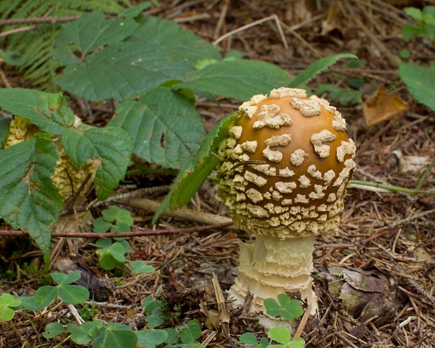 muchotrávka kráľovská Amanita regalis (Fr.) Michael