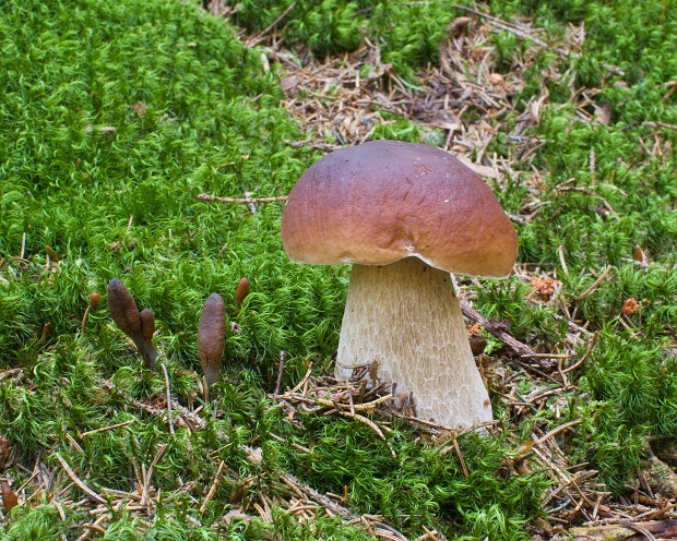 hríb smrekový Boletus edulis Bull.