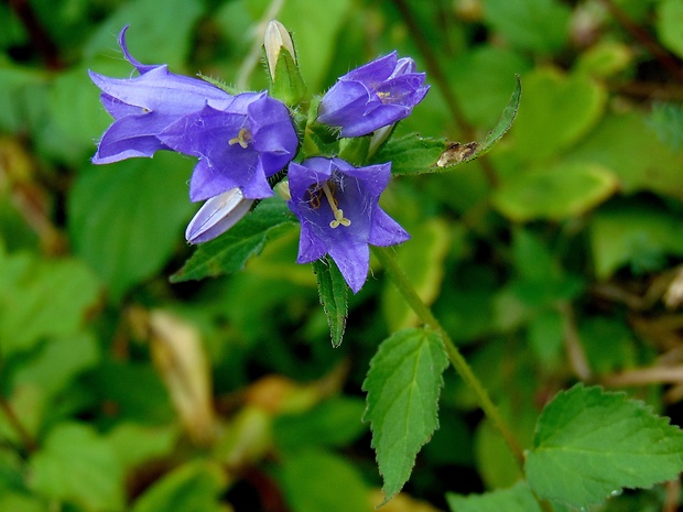 zvonček pŕhľavolistý Campanula trachelium L.