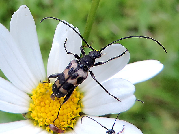 fuzáč / tesařík Judolia sexmaculata Linnaeus, 1758