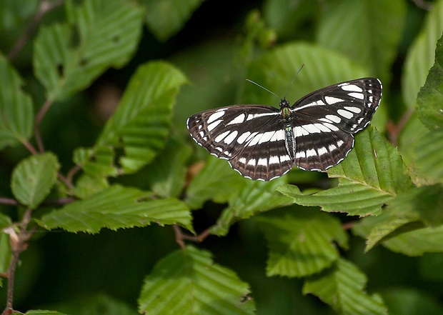 bielopásovec hrachorový Neptis sappho