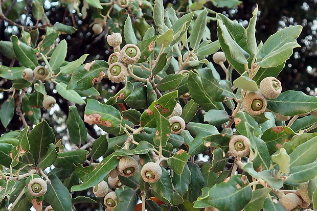 dub cezmínový Quercus ilex L.