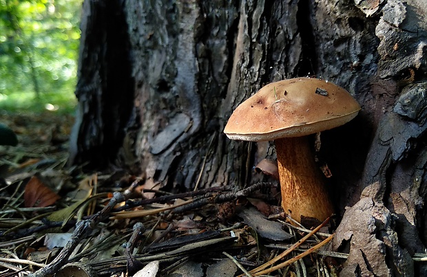 podhríb žlčový Tylopilus felleus (Bull.) P. Karst.