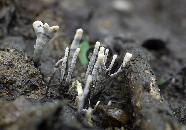 drevnatec parohatý Xylaria hypoxylon (L.) Grev.