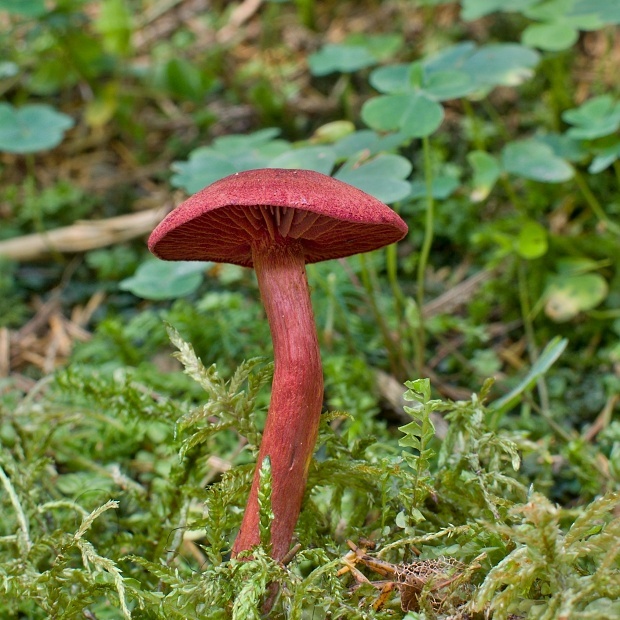 pavučinovec krvavý Cortinarius sanguineus (Wulfen) Fr.