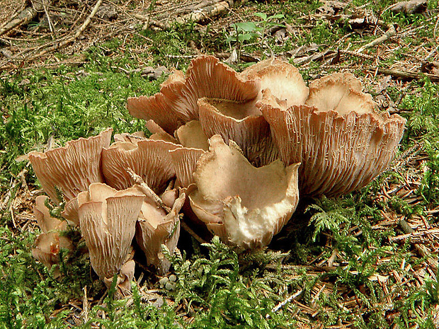 lievikovec kyjakovitý Gomphus clavatus (Pers.) Gray