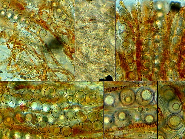 lesklospórka spálenisková Lamprospora carbonicola Boud.