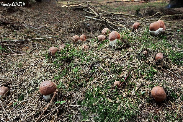 kozák smrekový Leccinum piceinum Pilát & Dermek