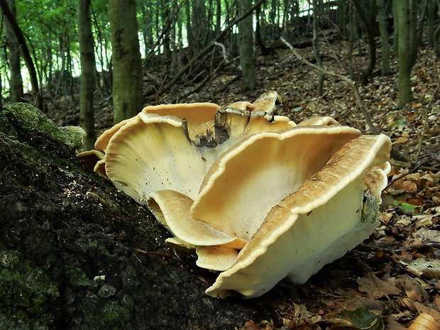 vejárovec obrovský Meripilus giganteus (Pers.) P. Karst.