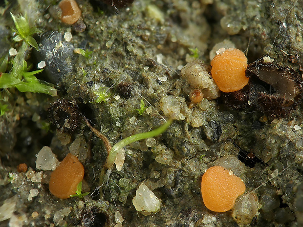 práškovka Pulvinula convexella (P. Karst.) Pfister