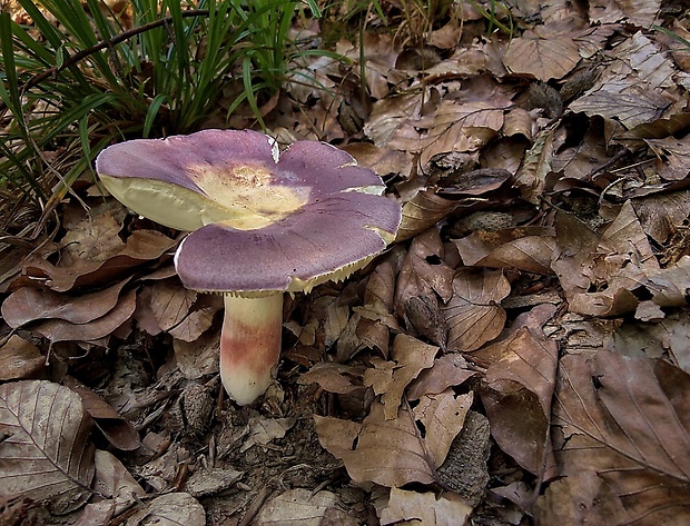 plávka Russula sp.