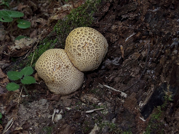 pestrec obyčajný Scleroderma citrinum Pers.