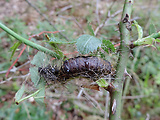 mníška veľkohlavá / bekyně velkohlavá