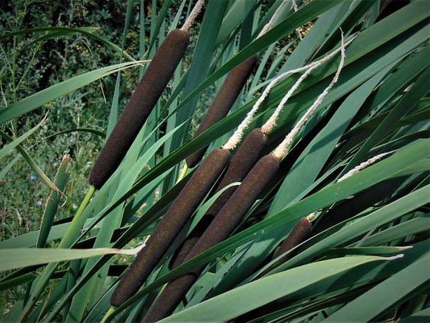 pálka širokolistá Typha latifolia L.