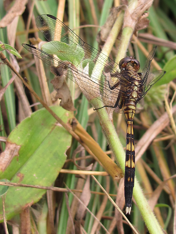 šidlá Anisoptera infraord.