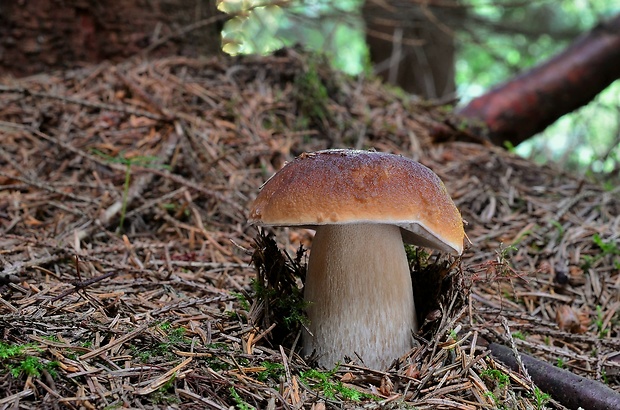 hríb smrekový Boletus edulis Bull.