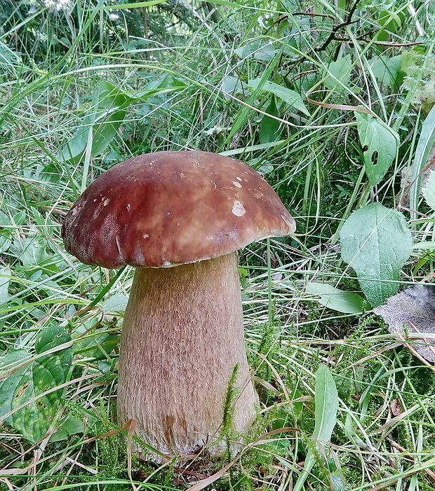 hríb dubový Boletus reticulatus Schaeff.