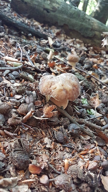 hríb dubový Boletus reticulatus Schaeff.