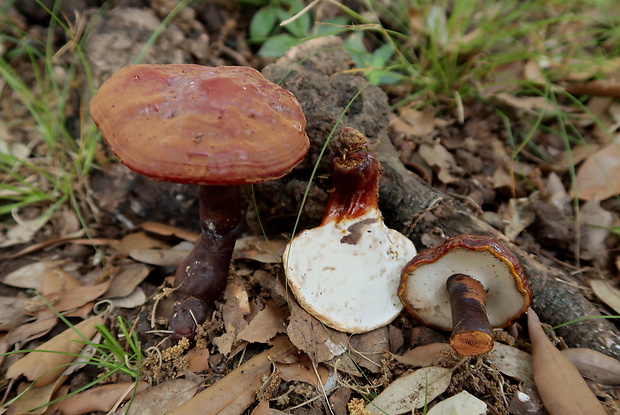 lesklokôrovka obyčajná Ganoderma lucidum (Curtis) P. Karst.