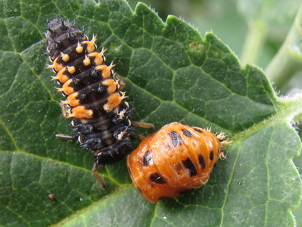 lienka východná Harmonia axyridis