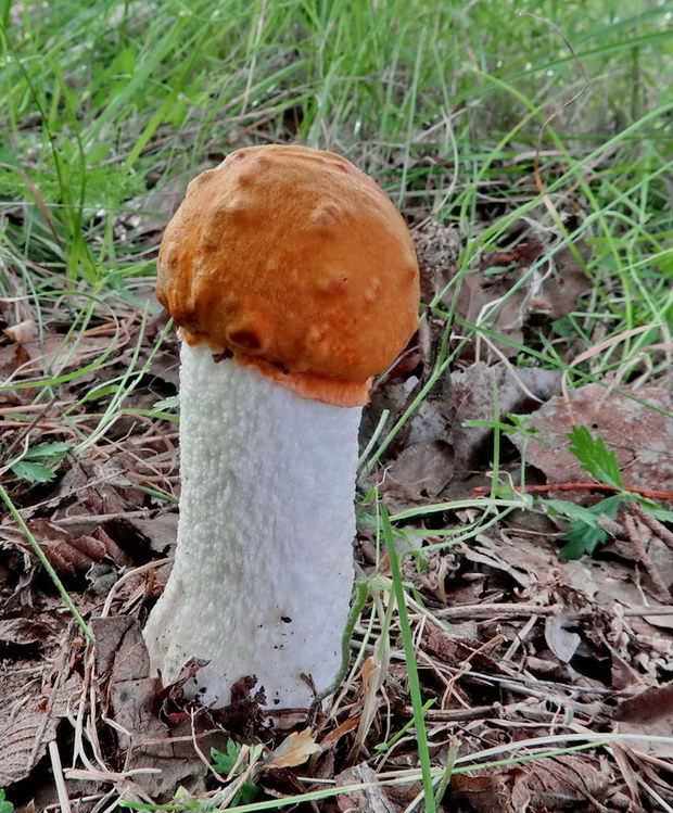 kozák osikový Leccinum albostipitatum den Bakker & Noordel.