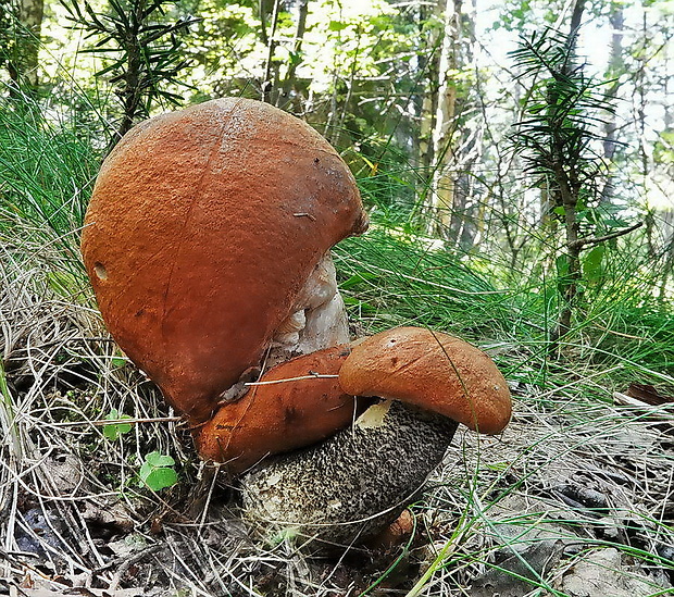 kozák žltooranžový Leccinum versipelle (Fr. & Hök) Snell