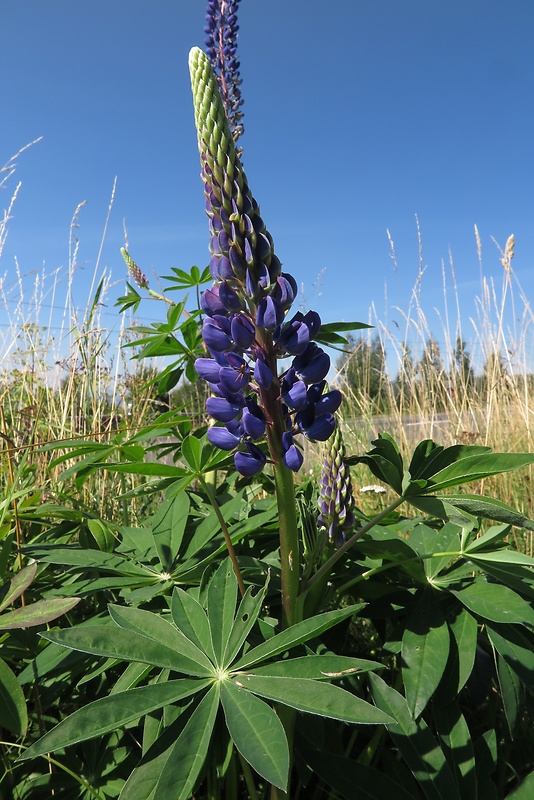 lupina mnoholistá Lupinus polyphyllus Lindl.