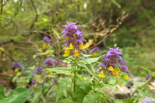 čermeľ hájny Melampyrum nemorosum L.