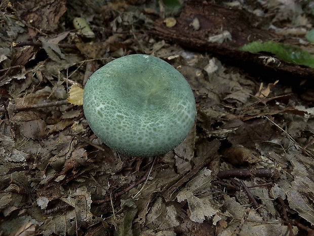 plávka zelenkastá Russula virescens (Schaeff.) Fr.