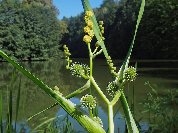 ježohlav vzpriamený Sparganium erectum L.