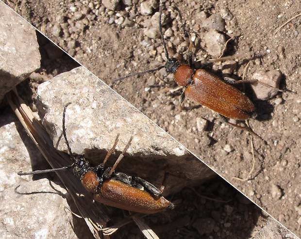 fuzáč obyčajný Stictoleptura rubra Linnaeus